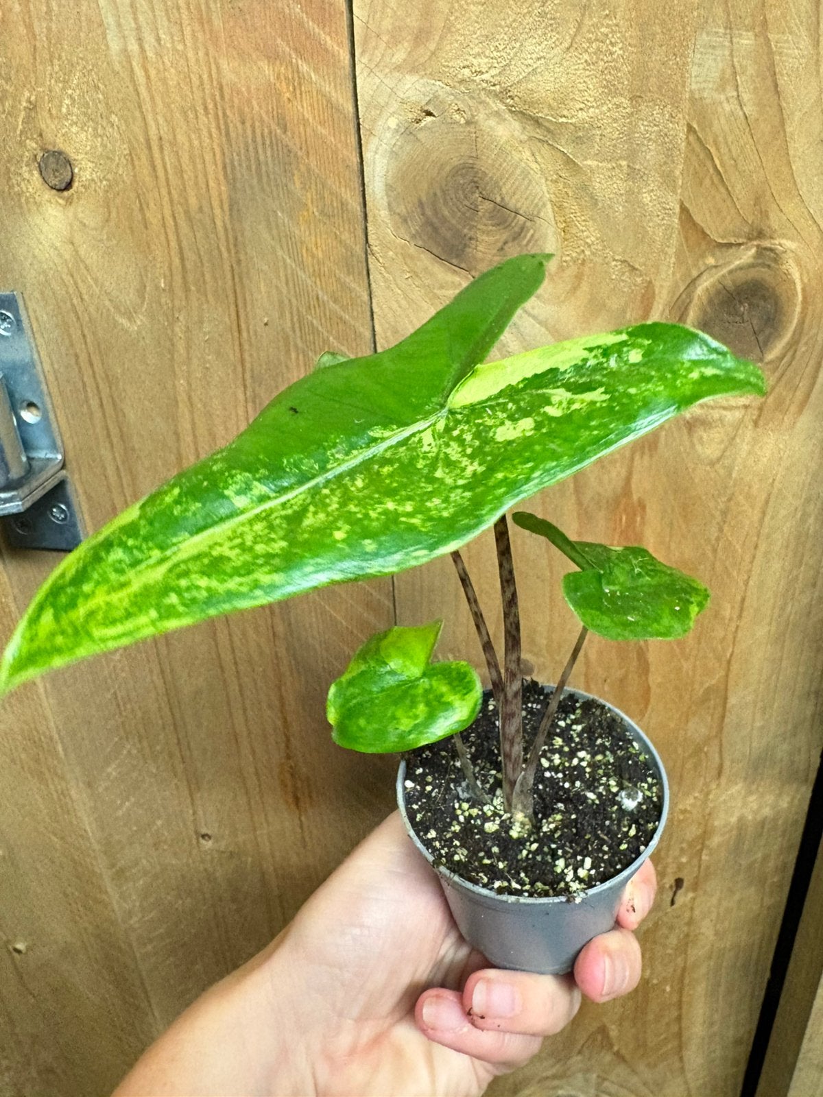 Alocasia tigrina superba variegata plant aurea yellow lemon, Ophalen of Verzenden, Halfschaduw, Minder dan 100 cm