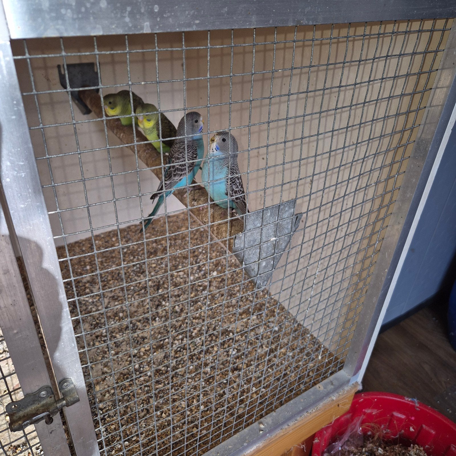 blauwe grasparkieten splitvogels, Dieren en Toebehoren, Vogels | Parkieten en Papegaaien, Geslacht onbekend, Parkiet, Geringd