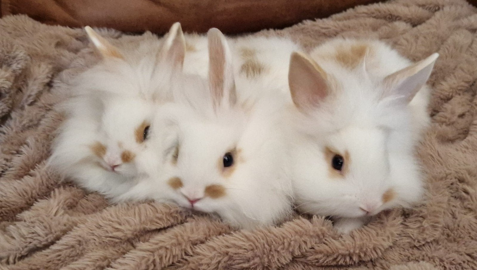 Prachtige fluffy dwergkonijnen, Dieren en Toebehoren, Konijnen, Meerdere dieren, Dwerg, 0 tot 2 jaar