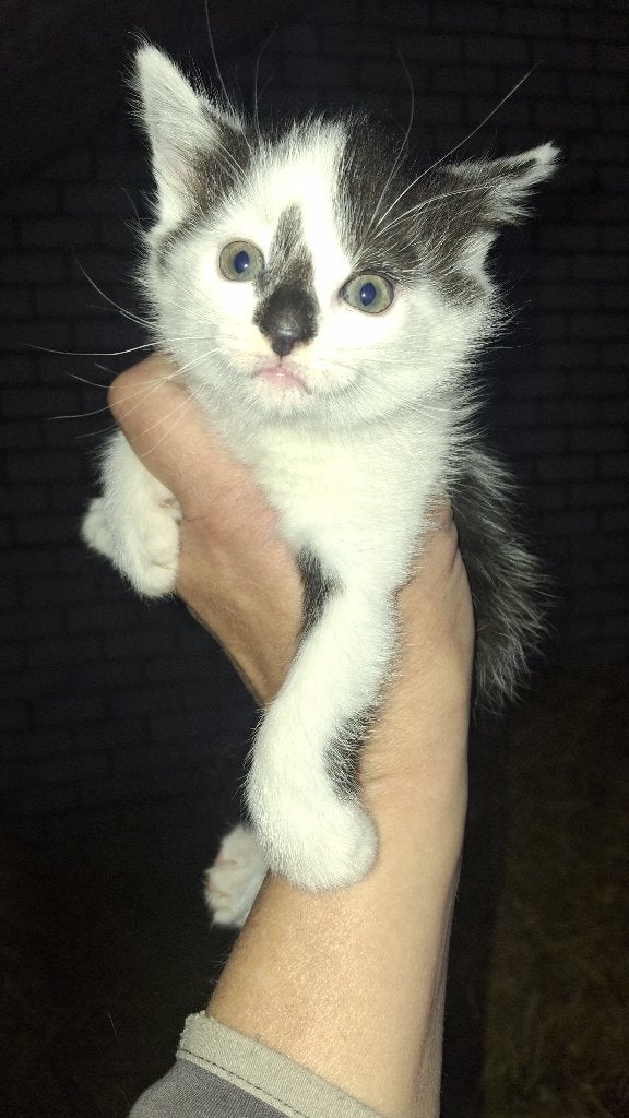Katten en kittens