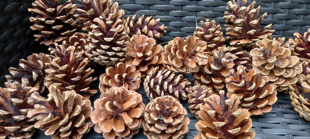Kleine dennenappels, Hobby en Vrije tijd, Knutselen, Ophalen of Verzenden