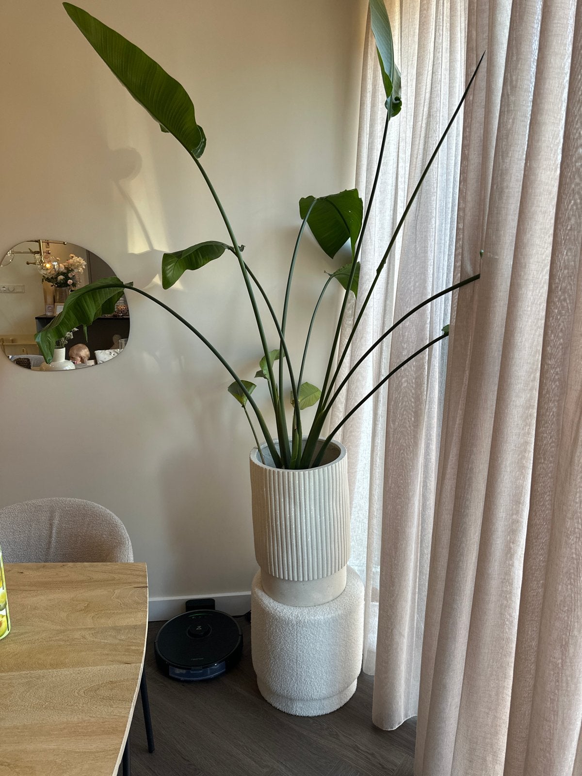 Grote kamerplant, ruim 2 meter hoog, Ophalen, 200 cm of meer, Halfschaduw, In pot