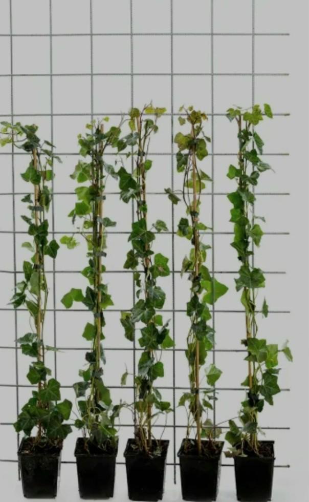 Hedera haagplanten te koop aangeboden, Tuin en Terras, Ophalen, Overige soorten, Haag, 100 tot 250 cm