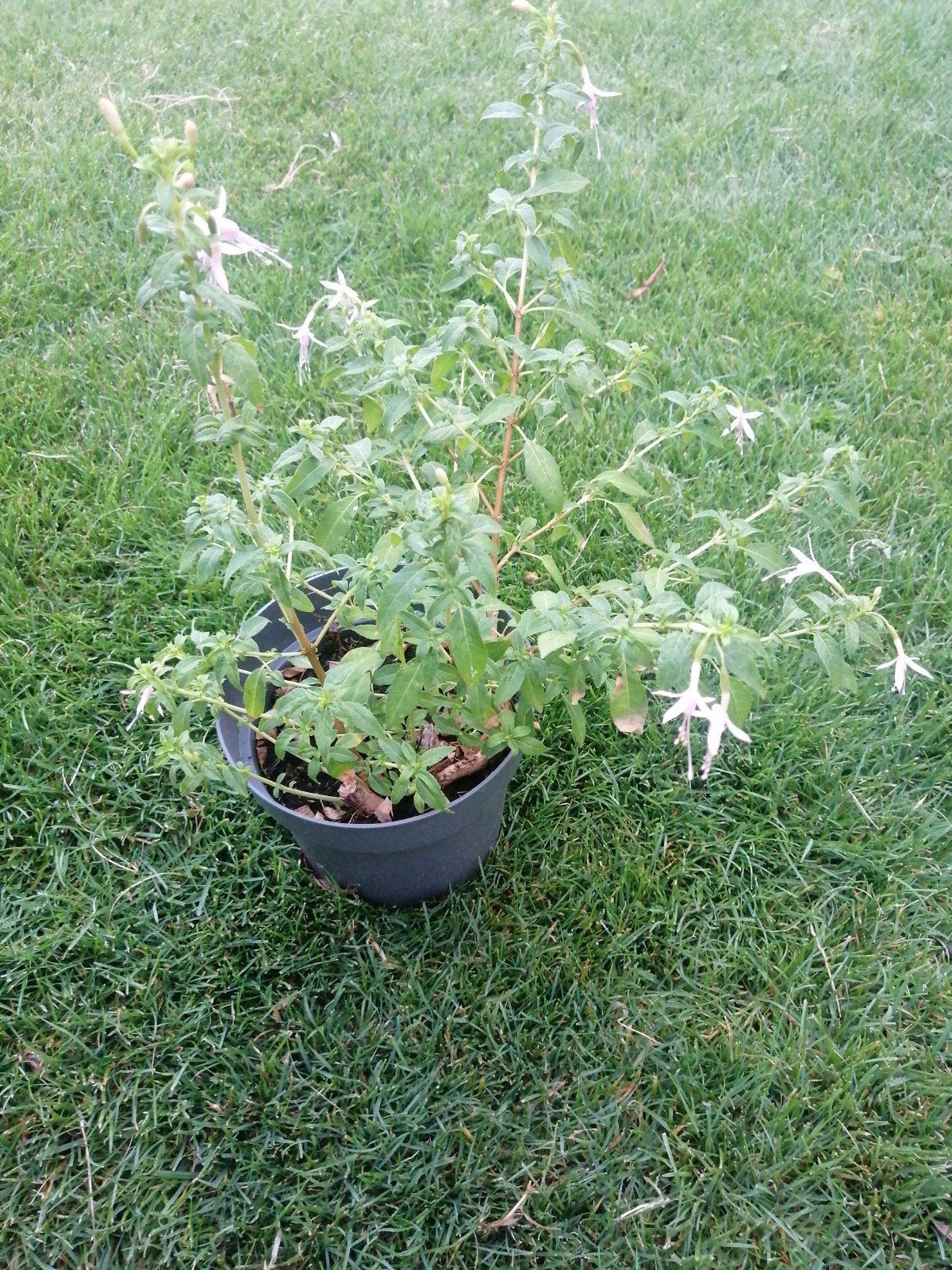 Witte Fuchsia in potmaat C1 winterhard, Eenjarig, Halfschaduw, Zomer, Ophalen
