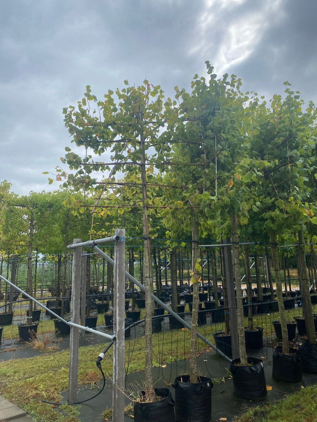 Tilia pallida - Leilinde, Tuin en Terras, Planten | Bomen, Leiboom, Ophalen of Verzenden, 250 tot 400 cm, Zomer
