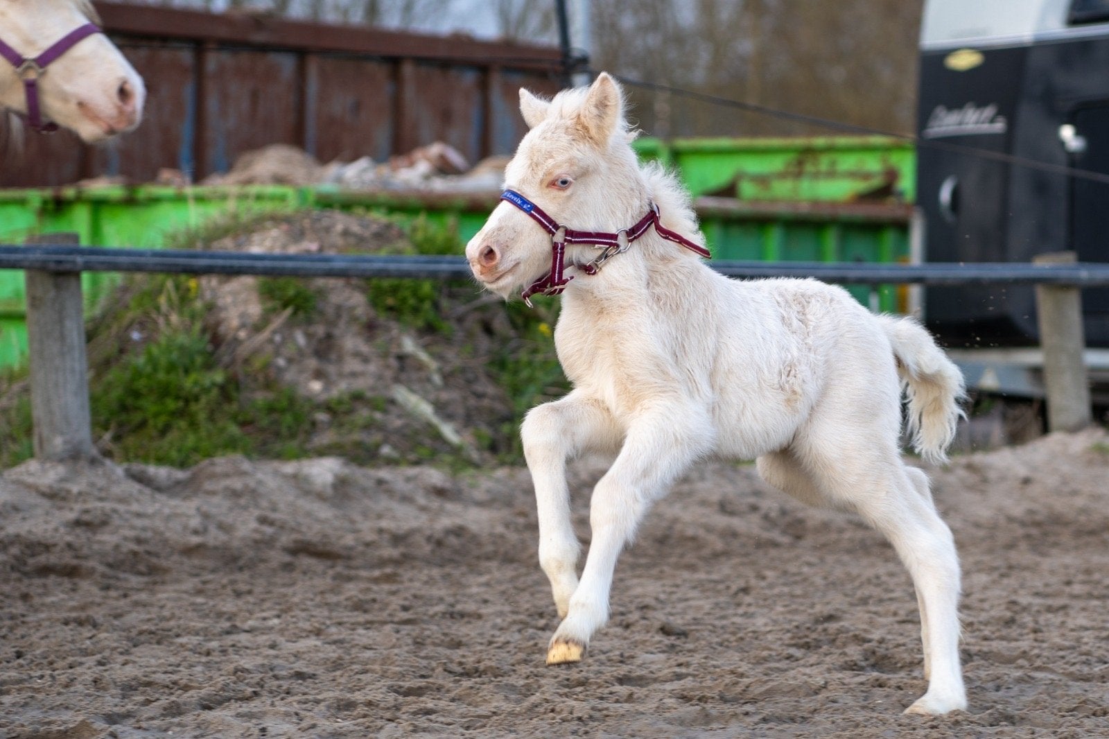 Cremello ijslander veulen, Met stamboom, Niet van toepassing, 0 tot 2 jaar, Meerdere dieren