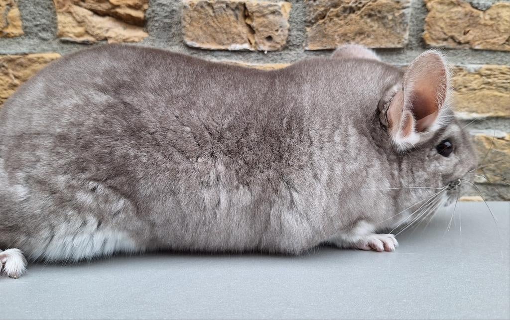 Chinchilla 2 Beige bokken, Dieren en Toebehoren, Knaagdieren, Chinchilla, Augustus, Mannelijk, Tam