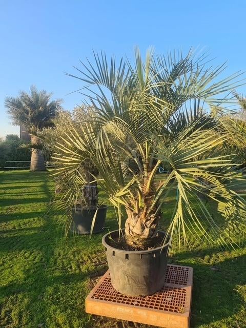 Prachtige palmboom Butia Capitata / sierlijke vederpalm, Tuin en Terras, Planten | Bomen, 100 tot 250 cm, Zomer, Palmboom, Ophalen