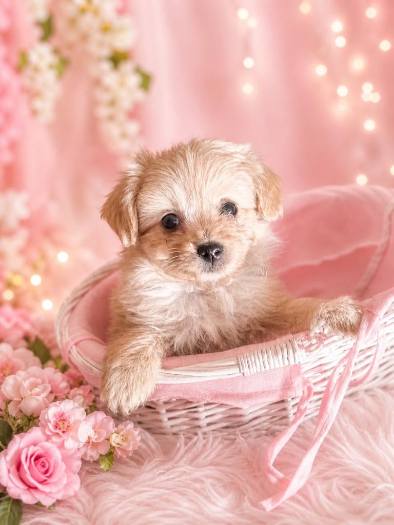 Prachtige pomapoo mini. Toy poedel x pomeriaan, Dieren en Toebehoren, 8 tot 15 weken, Eén hond, Nederland, Particulier