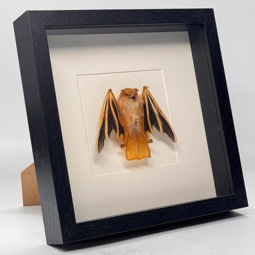 Opgezette vleermuis in lijst Kerivoula picta - 25 x 25 cm, Ophalen of Verzenden, Nieuw, Insect, Opgezet dier