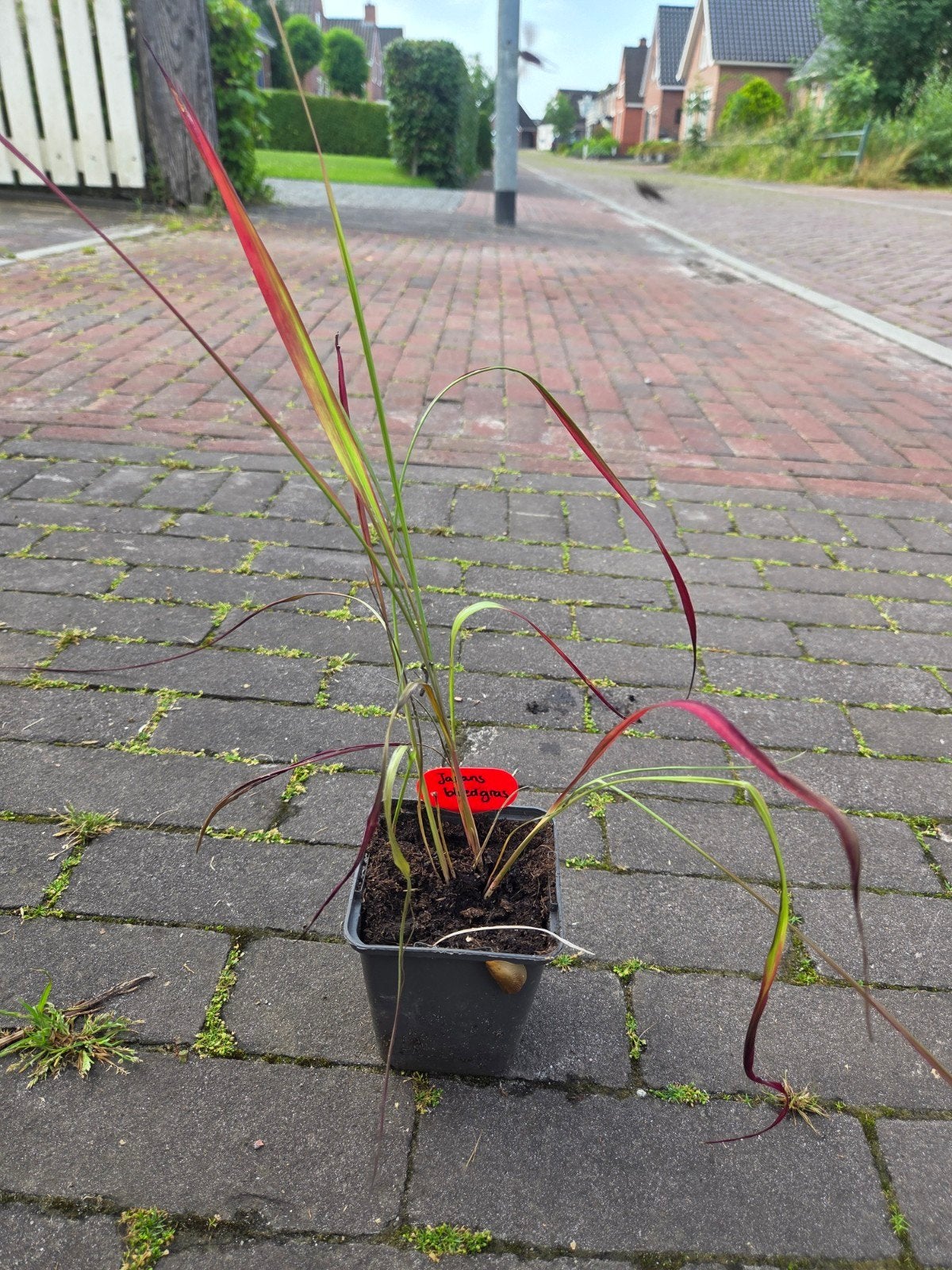 Japans bloedgras - Imperata cylindrica 'Red Baron', Tuin en Terras, Planten | Tuinplanten, Ophalen, Volle zon, Vaste plant, Siergrassen