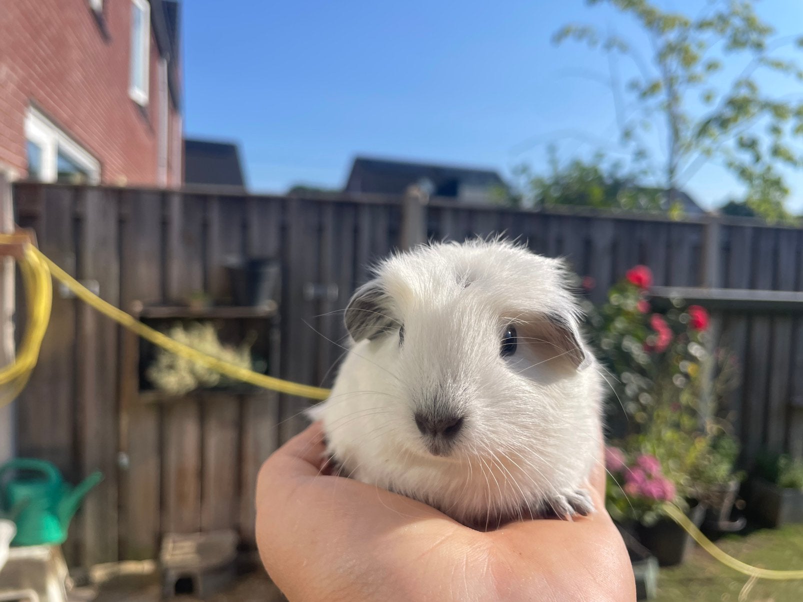 Cavia zeugje, Cavia, Juni, Vrouwelijk, Tam