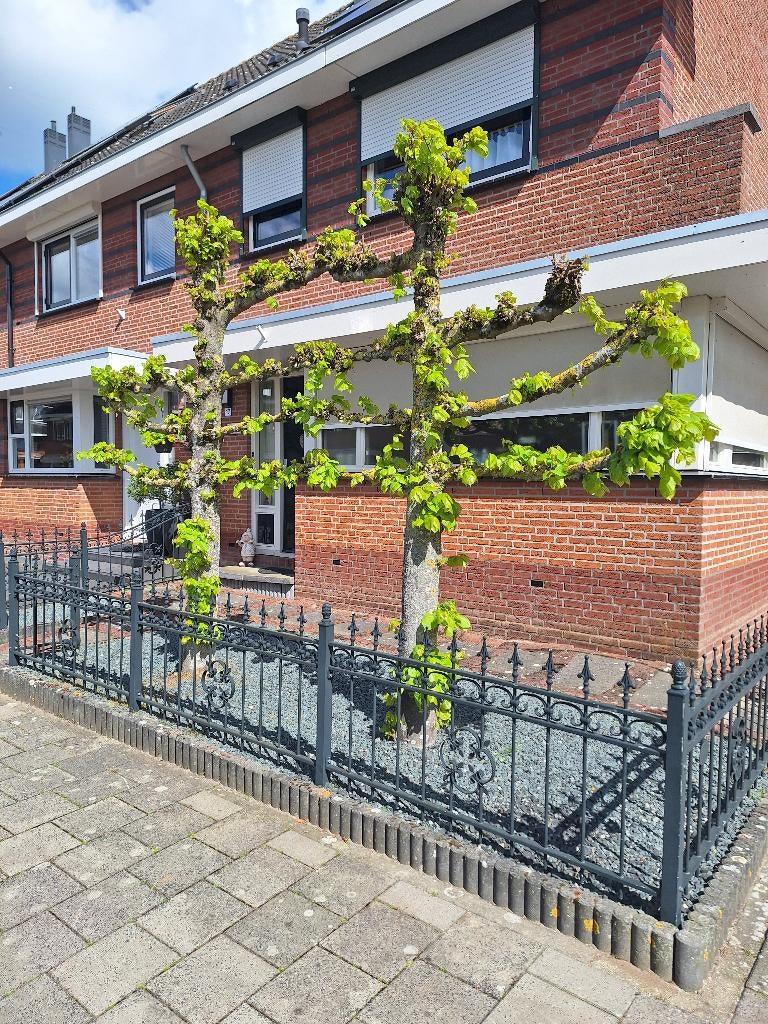 lei linden  gratis, Ophalen, Leiboom, Halfschaduw, Lente