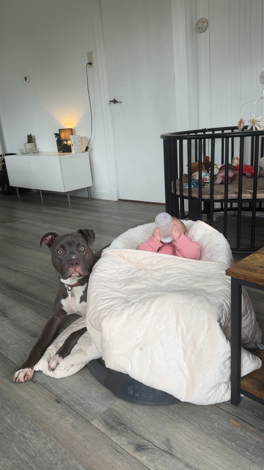 American bully xl, Dieren en Toebehoren, 1 tot 2 jaar, Teef, Parvo, Eén hond