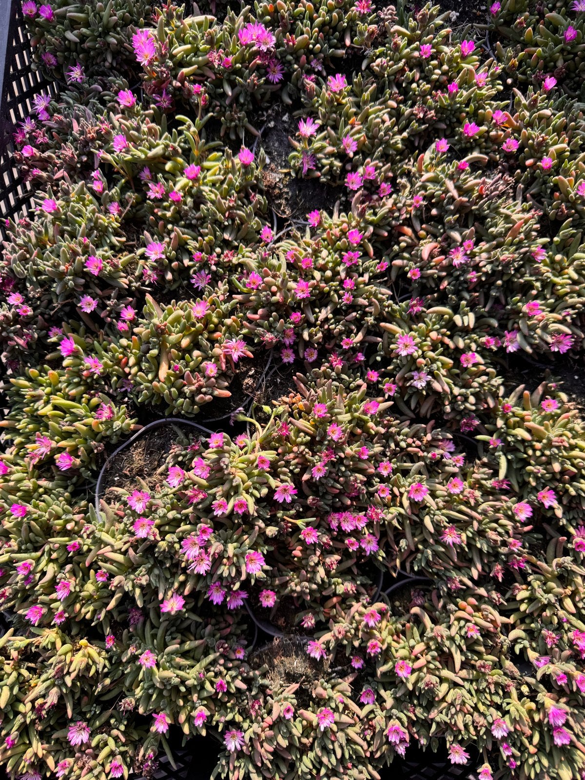 Foto 19 van Rotsplanten: 30 soorten,10 voor €10, sempervivum, sedums enz