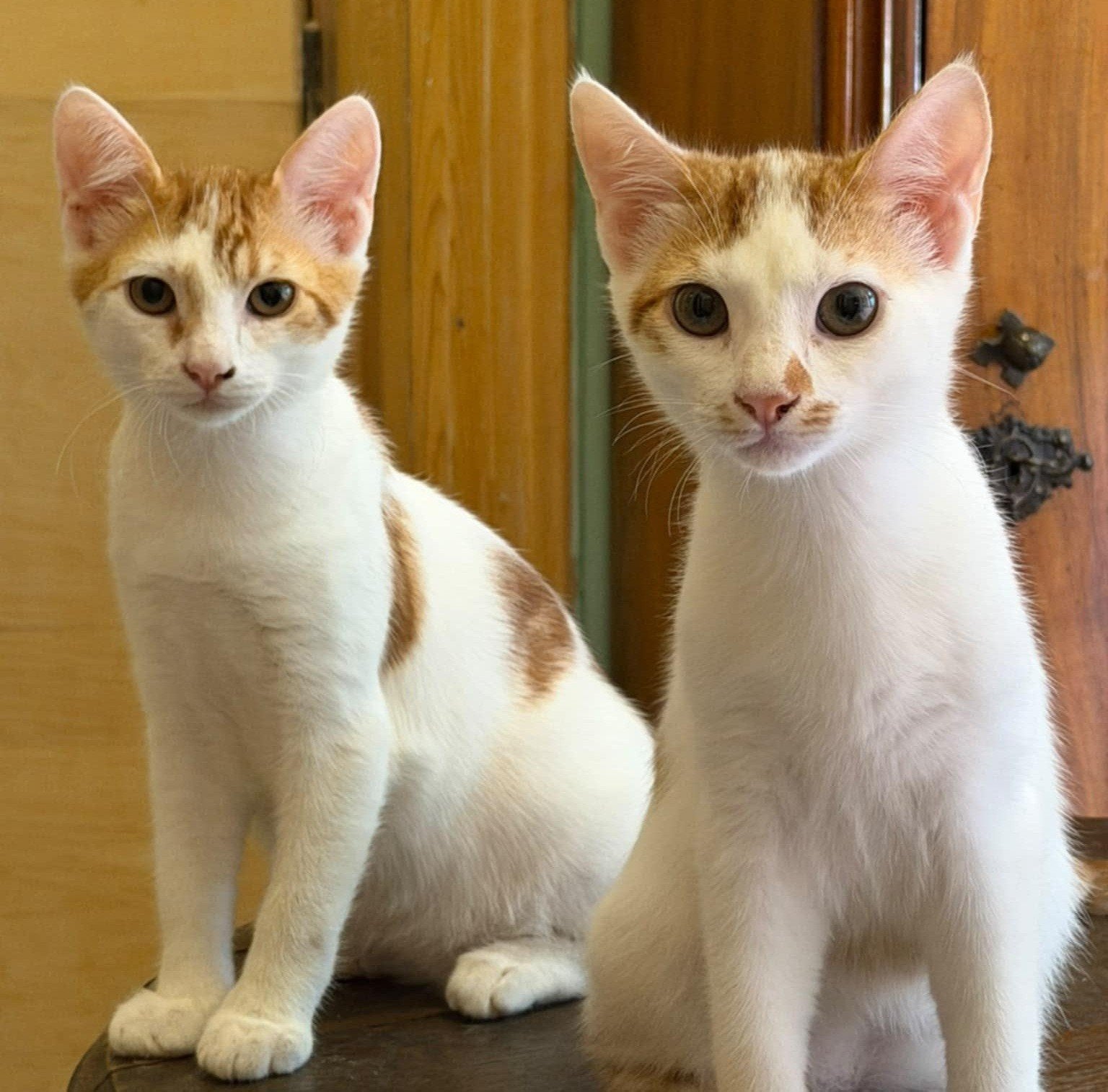 Gastgezinnen gezocht voor katten/kittens, Poes