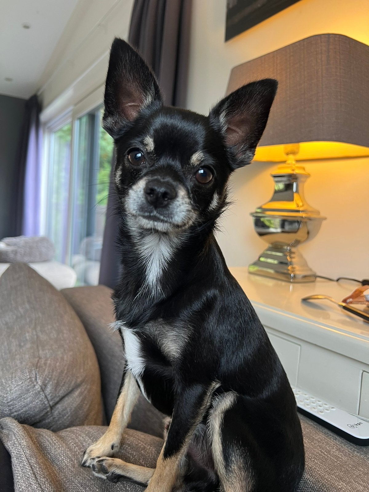 Nieuw thuis gezocht voor mijn Chihuahua reu van 2jr, Dieren en Toebehoren, Reu, 1 tot 2 jaar, Eén hond, Chihuahua