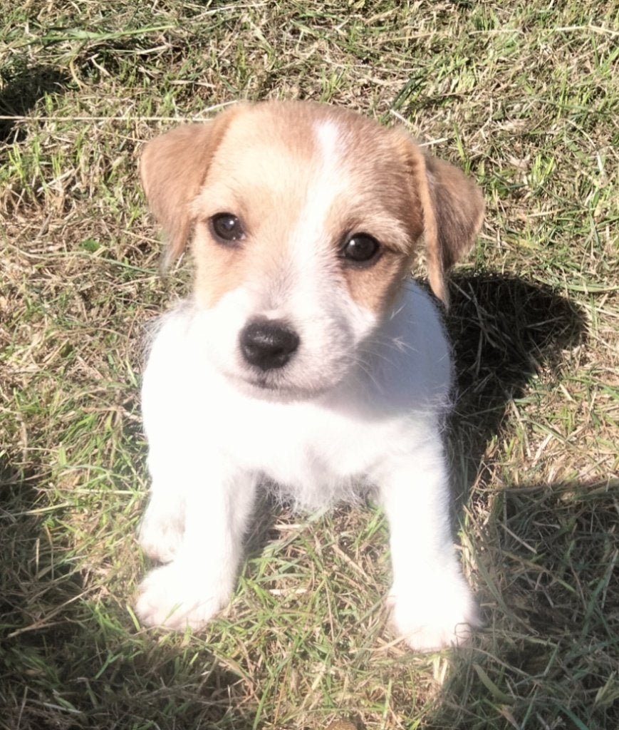 Jack russell pups met Stamboom, Dieren en Toebehoren, Honden | Jack Russells en Terriërs, Parvo, Jack Russell Terriër, 8 tot 15 weken