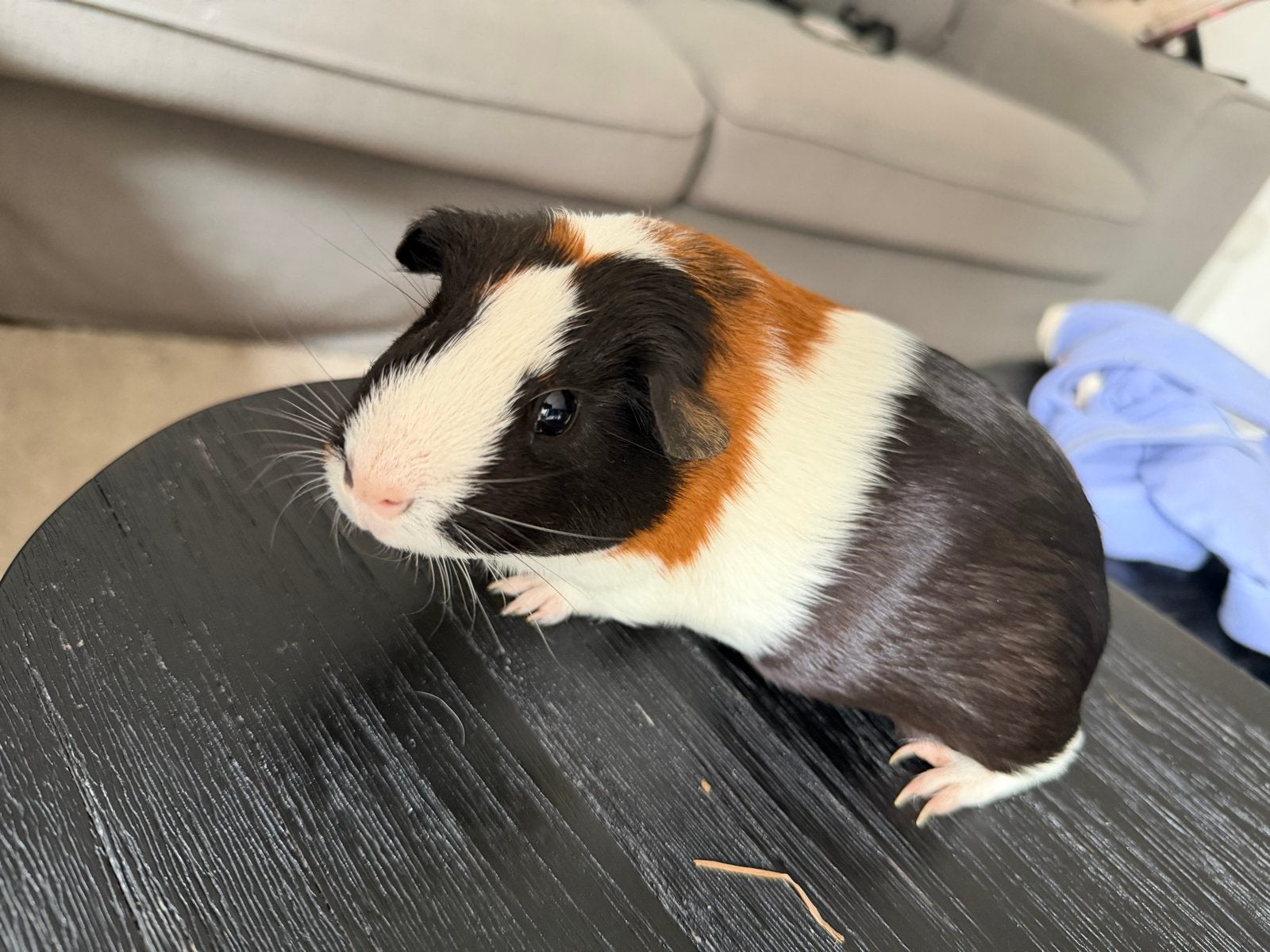 Twee jonge cavia zeugjes (6 mnd) zoeken samen een fijn thuis, Dieren en Toebehoren, Cavia, Februari, Vrouwelijk, Tam
