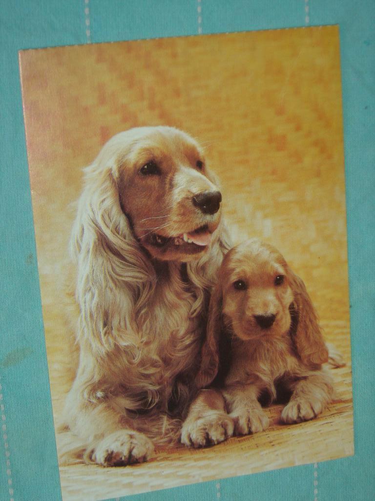 9) Kleuren ansichtkaart  Cocker Spaniels Honden, Ophalen of Verzenden, 1980 tot heden, Ongelopen, Hond of Kat