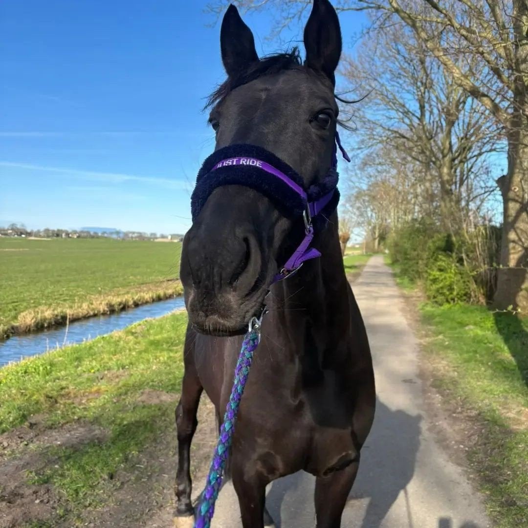 Spaanse Merrie 17 jaar paard 160 stokmaat, Dieren en Toebehoren, Paarden, Merrie, Recreatiepaard, 11 jaar of ouder