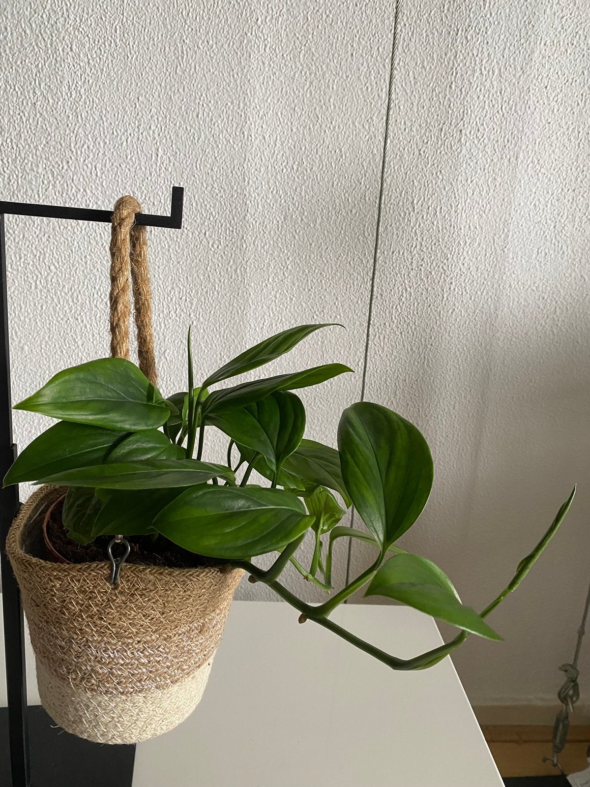 Philodendron Monstera Friedrichsthalii. Foto #2- Moederplant, Groene kamerplant, Ophalen of Verzenden, In pot, Minder dan 100 cm