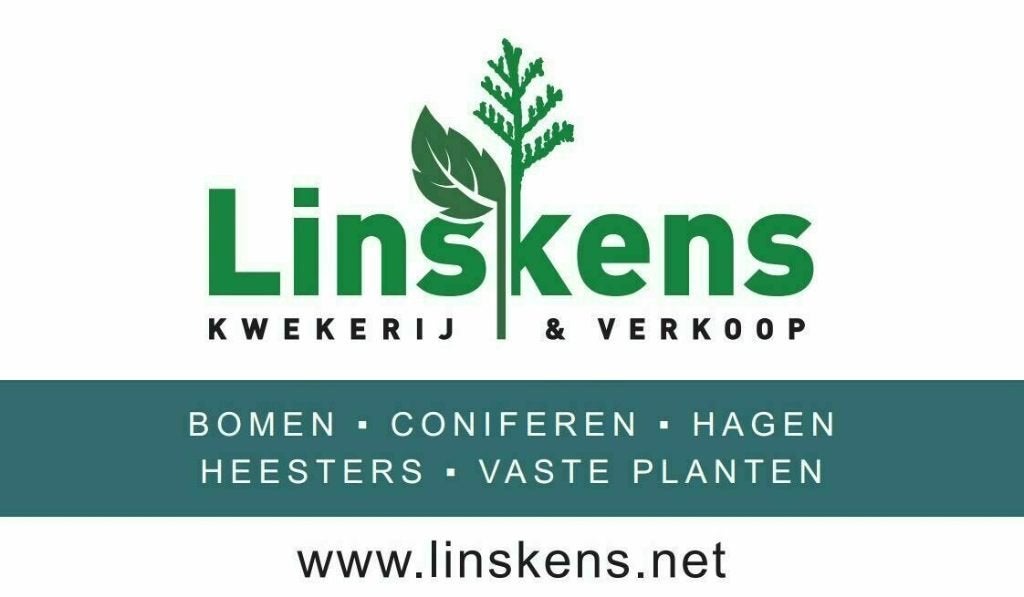 Hedera hibernica | Gestokt / Klimop, Ophalen of Verzenden, Overige soorten, Haag, 100 tot 250 cm