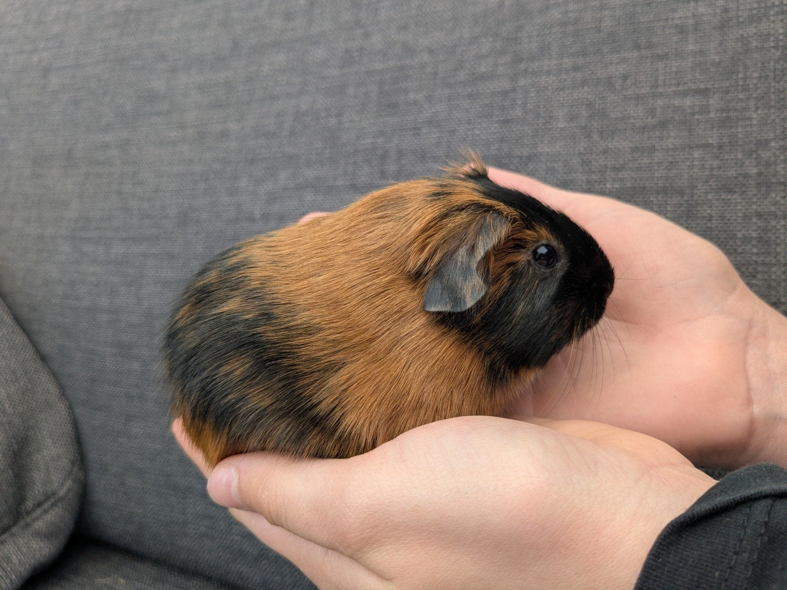 Nog 1 leuk gladhaar zeugje beschikbaar, Dieren en Toebehoren, Mei, Vrouwelijk, Cavia