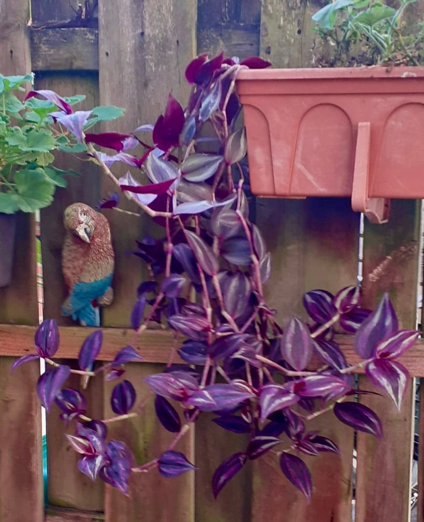 Vaderplant, Tradescantia Zebrina purple, Tradescantia, Huis en Inrichting, Ophalen of Verzenden, Halfschaduw, Minder dan 100 cm