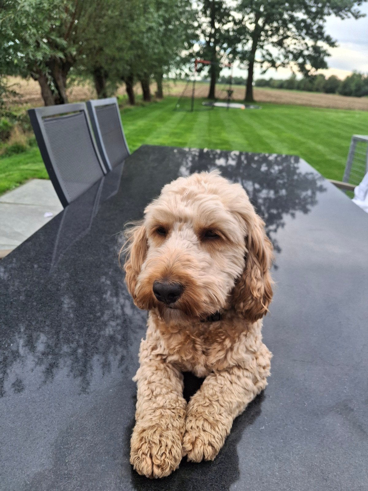 Cockapoo dekreu, Dieren en Toebehoren, Reu, 1 tot 2 jaar, Eén hond, Nederland