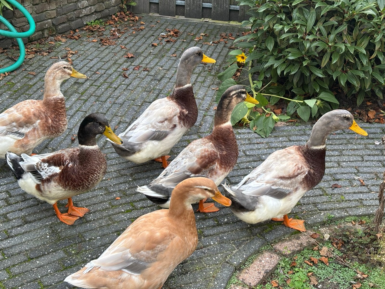 Saksen eenden woerden, Dieren en Toebehoren, Mannelijk, Eend