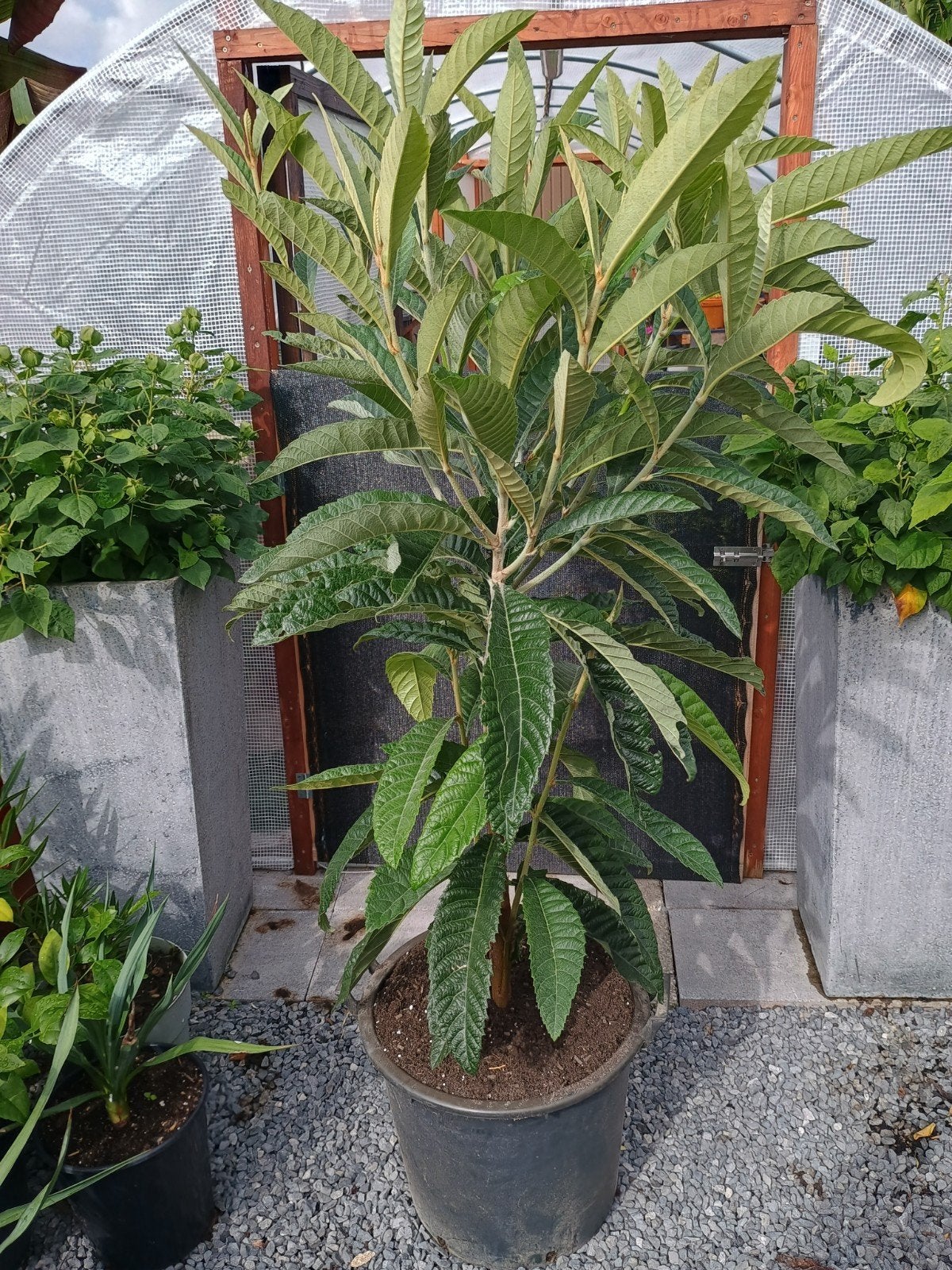 te koop Japanse wol mispel, loquat hoogte is 130 cm, Ophalen, Bloeit niet, Overige soorten