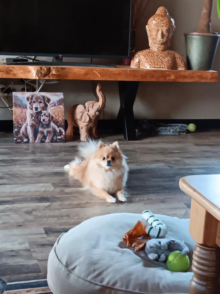 VAKANTIE-HONDEN OPVANG in swalmen