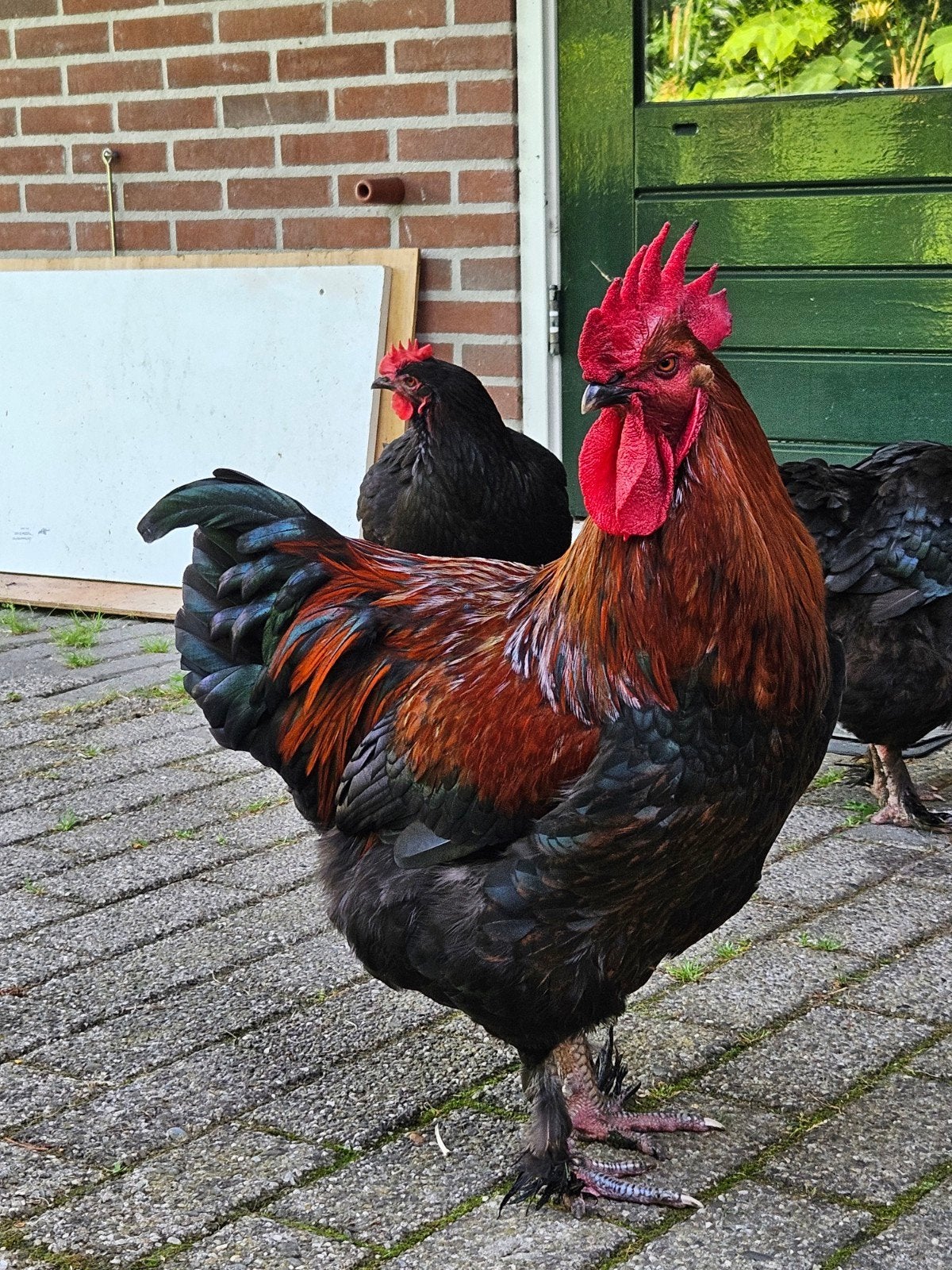 Zwart koperhals Marans haan, Dieren en Toebehoren, Pluimvee, Mannelijk, Kip