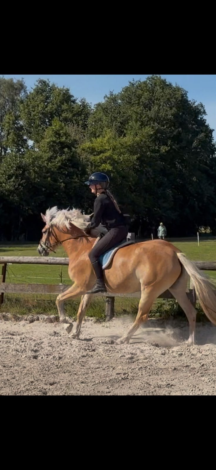 Prachtige lieve haflinger merrie, Merrie