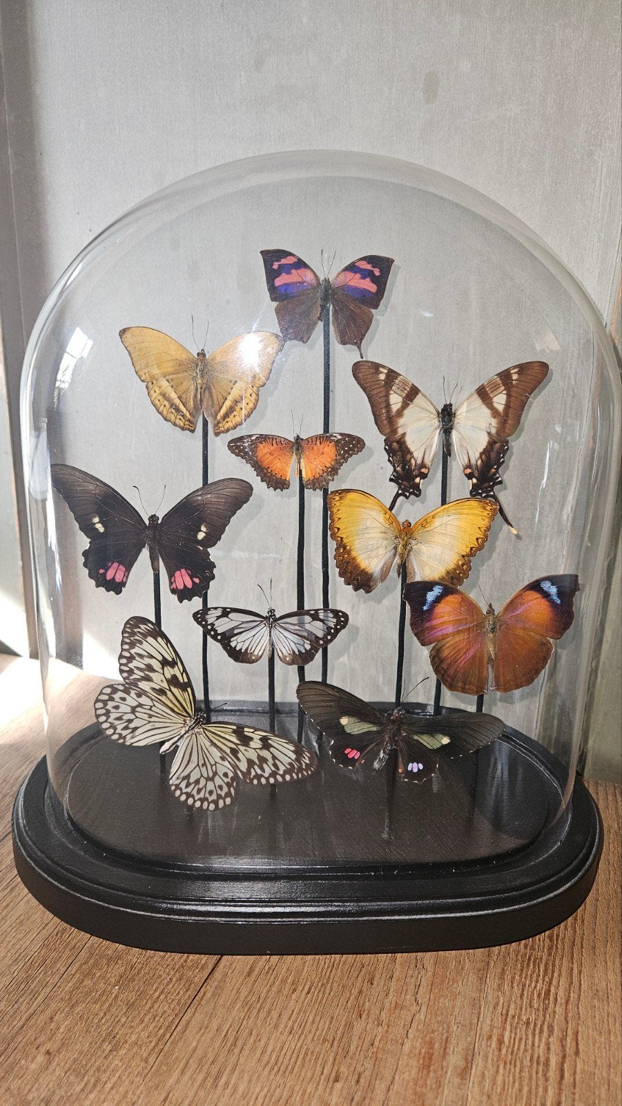 Vlinders in ovale stolp, Ophalen, Nieuw, Insect, Opgezet dier
