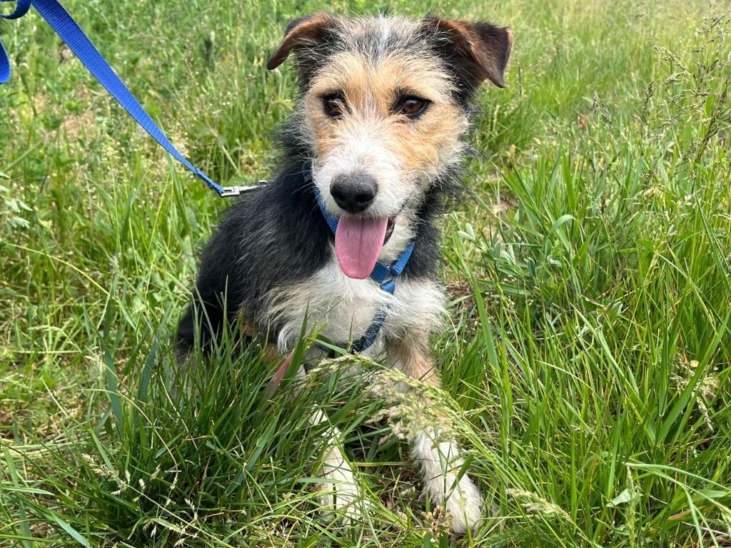 Bijou, een lieve, vrolijke en prachtige jonge hond, Dieren en Toebehoren, Honden | Niet-rashonden, Particulier, 1 tot 2 jaar, Buitenland