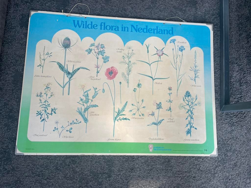 School plaat Wilde planten Flora in Nederland., Ophalen of Verzenden, Natuur en Biologie