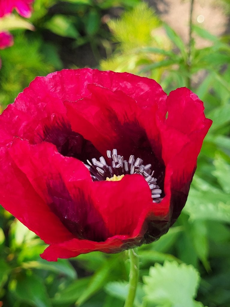 Zaden Papaver enkele bloem dieprood, Verzenden, Volle zon