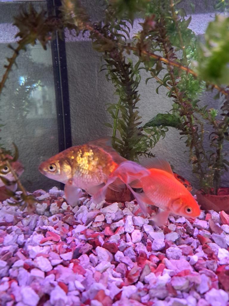 Te koop te ruilen. Goudvissen, Dieren en Toebehoren, Vissen | Aquariumvissen, Vis