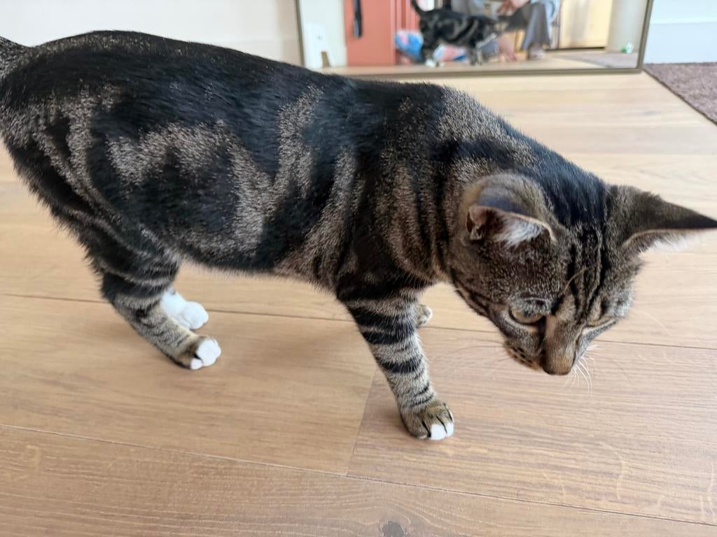 Poes 8 maanden oud, Dieren en Toebehoren, Katten en Kittens | Overige Katten, Poes
