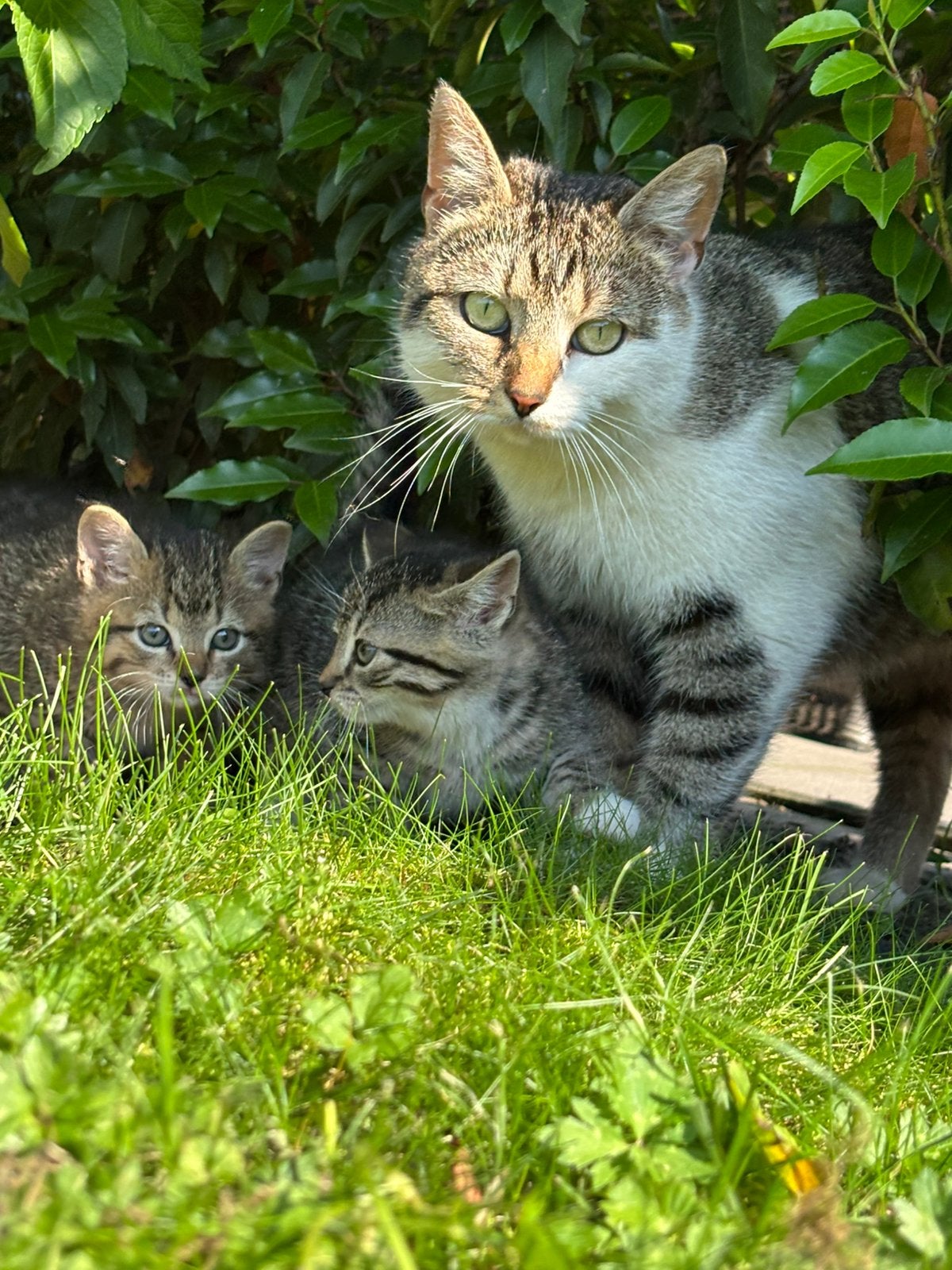 4 super lieve boerderij kittens, Poes, Kortharig, 0 tot 2 jaar
