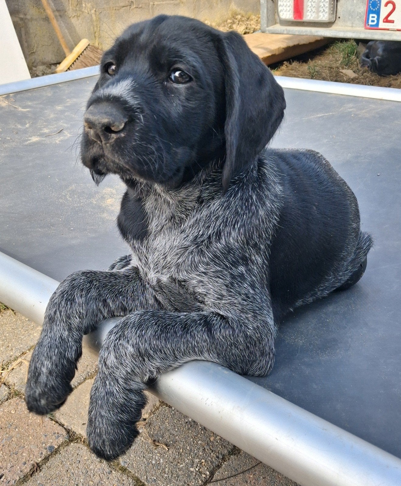 Duitse Staande Draadhaar pups, Dieren en Toebehoren, Duitse Staande hond, België, Fokker | Hobbymatig, CDV (hondenziekte)