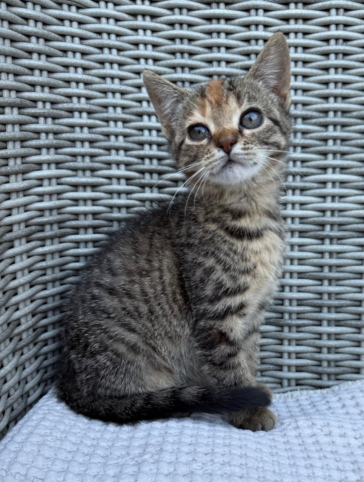 Europese korthaar knuffelkitten, Poes, Kortharig, 0 tot 2 jaar