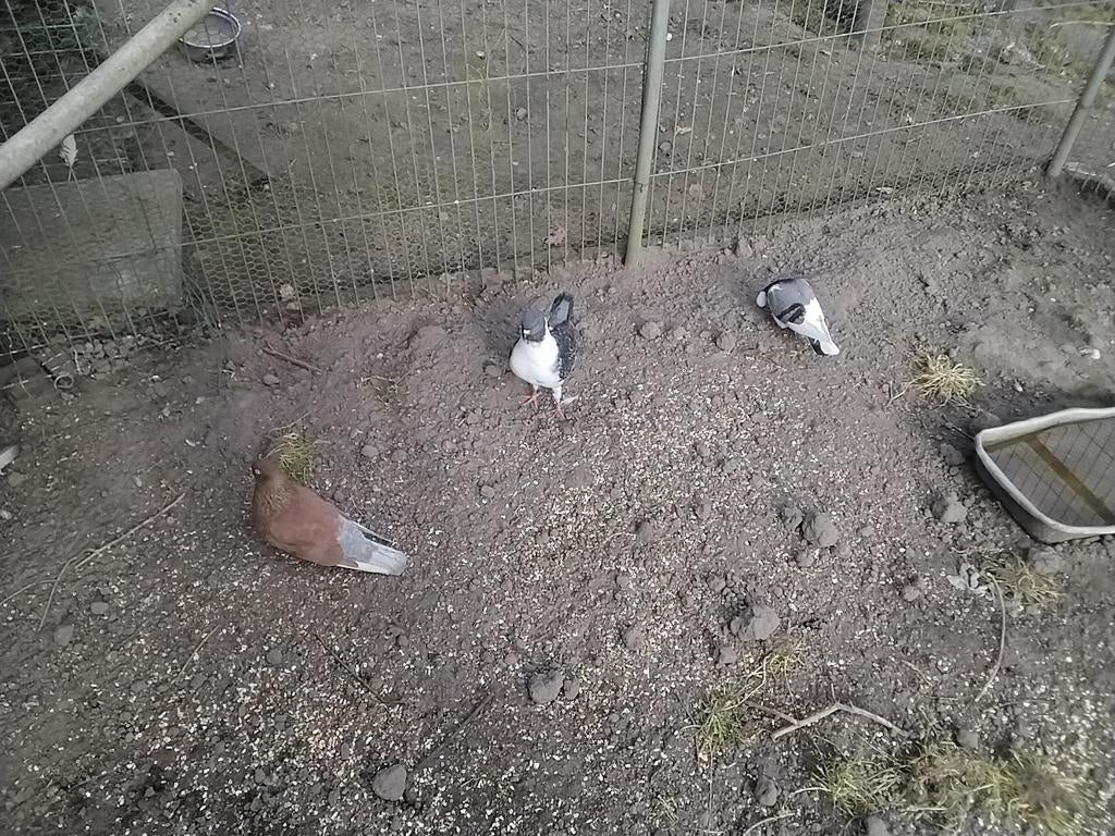 Duif, Mannelijk