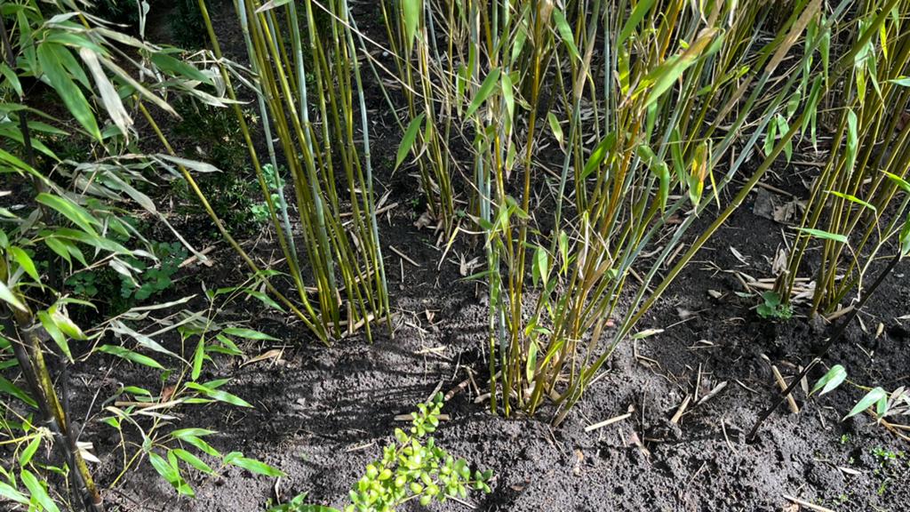 Bamboe forgesia rufa, Tuin en Terras, Planten | Tuinplanten, Ophalen, Bloeit niet, Overige soorten, Halfschaduw