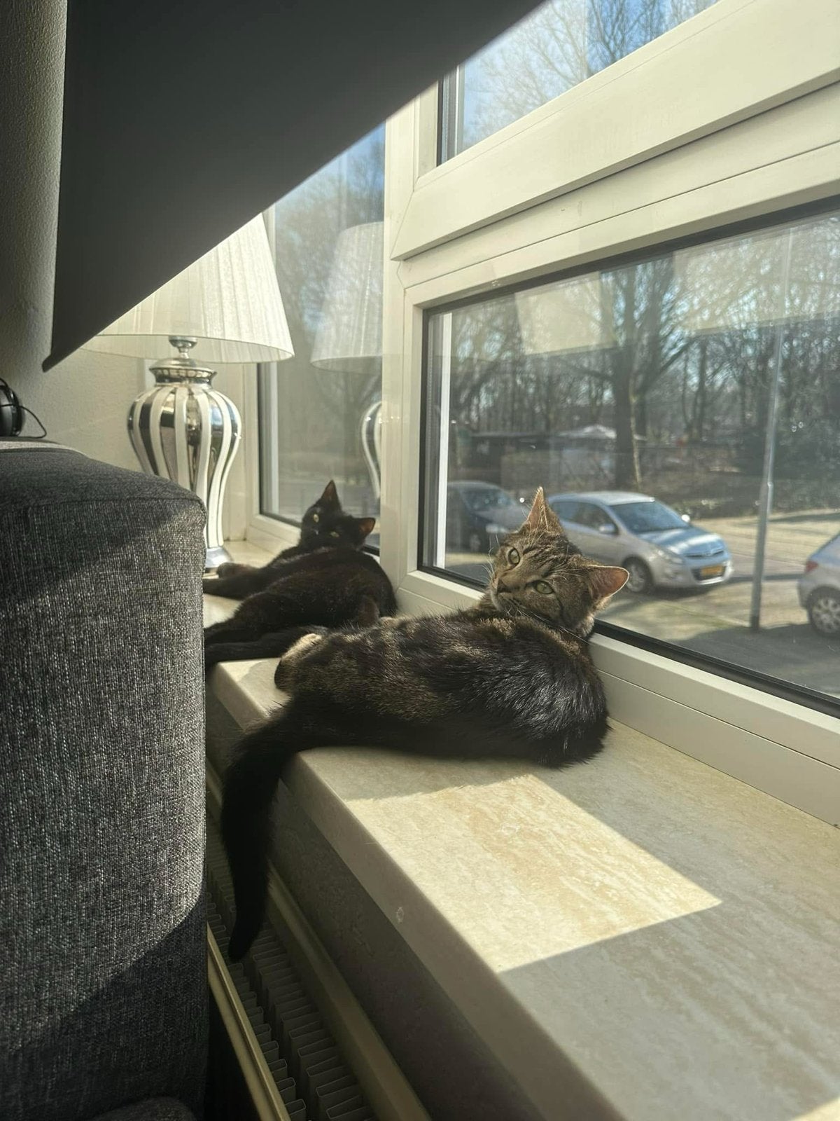 Skye en Faye zoeken samen een gouden mandje ️, Meerdere dieren, Kortharig, 3 tot 5 jaar