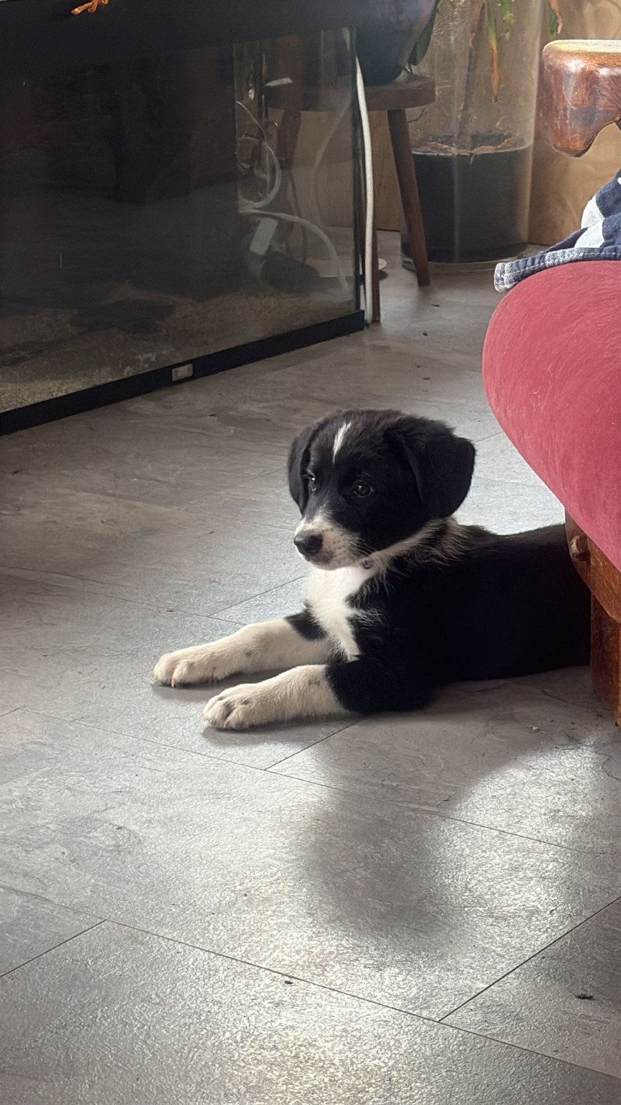 puppy  te koop, 8 tot 15 weken, Meerdere, Meerdere dieren, Nederland