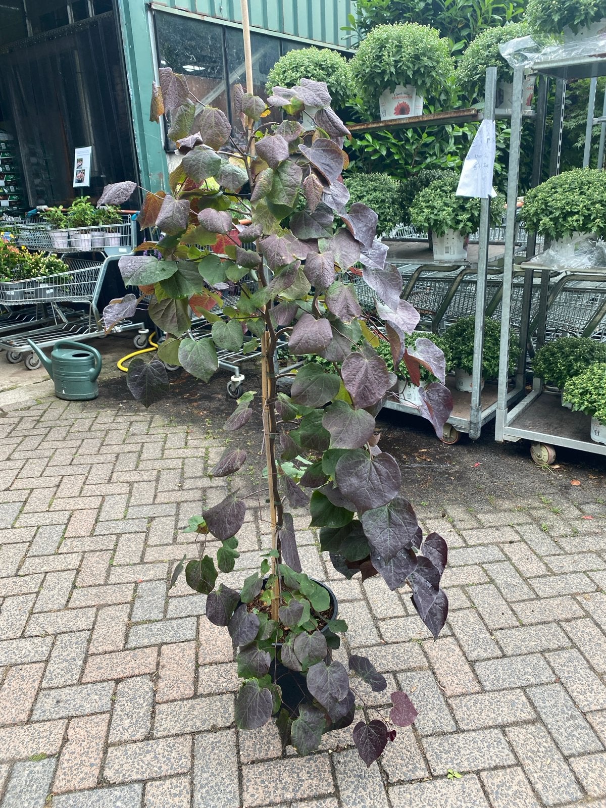 Cercis Ruby Falls - Treurboom met paarse bladeren, Tuin en Terras, Treurboom, Lente, 100 tot 250 cm, Ophalen