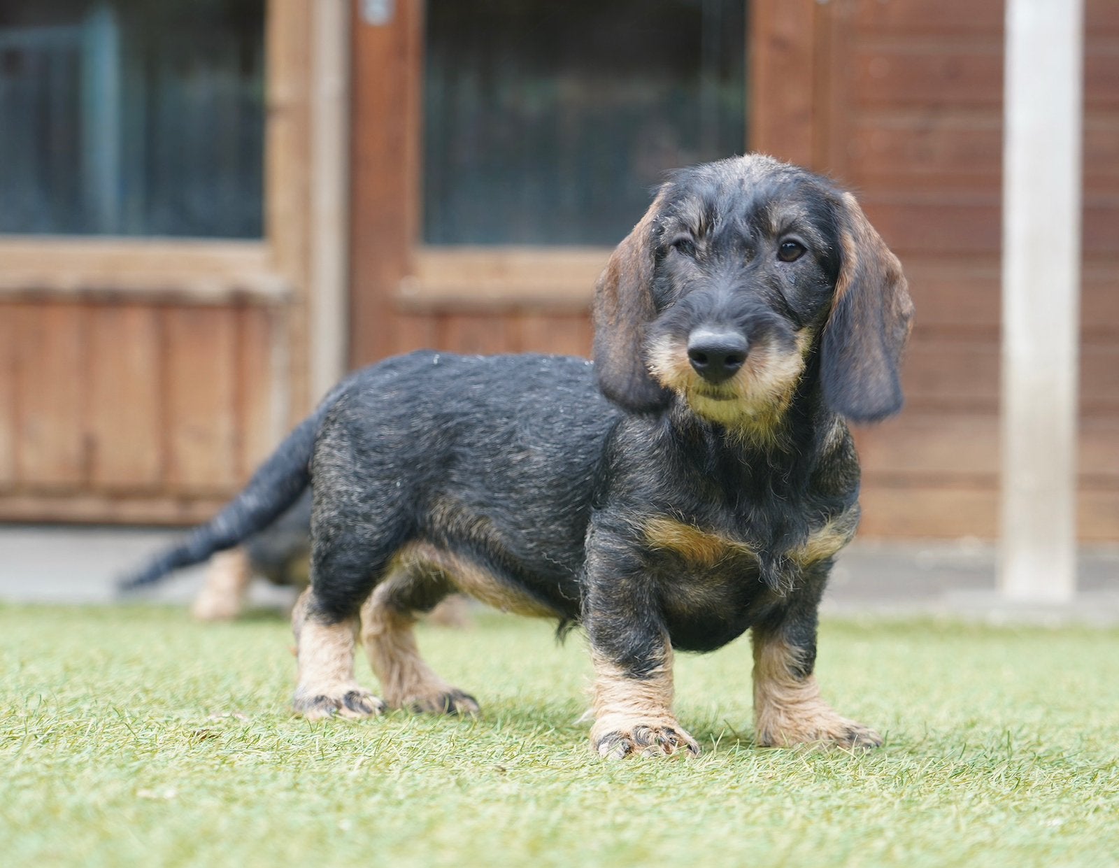 Ruwharige Teckel pups | Teefjes, Dieren en Toebehoren, Standaard, Nederland, CDV (hondenziekte), 8 tot 15 weken